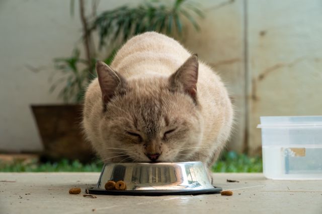 cat eating food