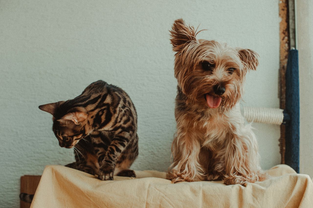 cat dog